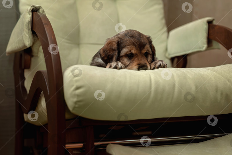 Скачать Маленький коричневый щенок в большом зеленом кресле фотосток Ozero