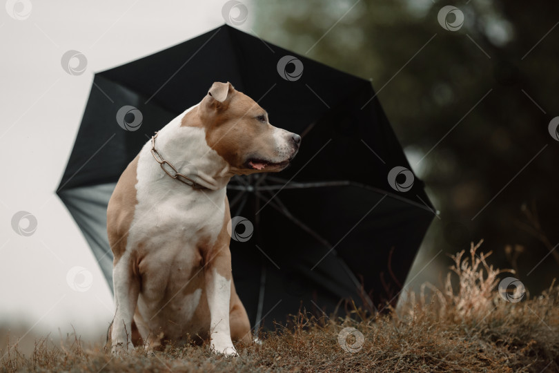 Скачать Собака с черным зонтиком. Американский стаффордширский терьер фотосток Ozero