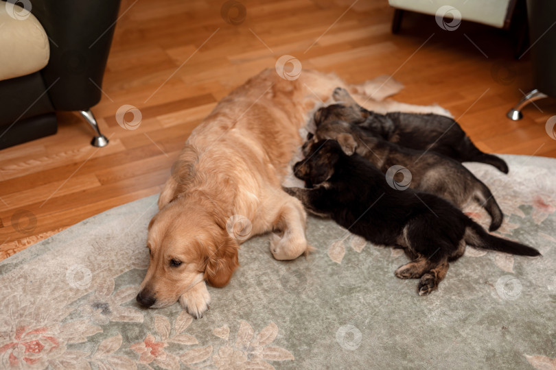 Скачать Собачья мама кормит своих щенков в комнате на ковре фотосток Ozero