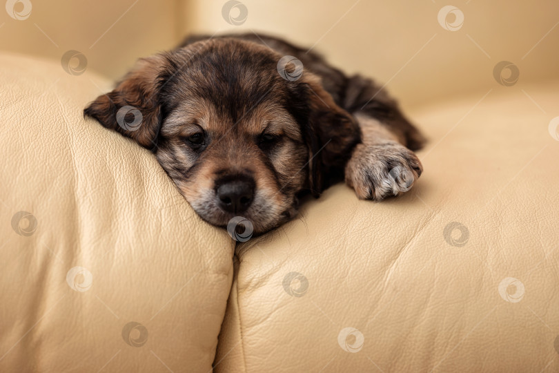 Скачать Маленький коричневый щенок лежит на диване фотосток Ozero