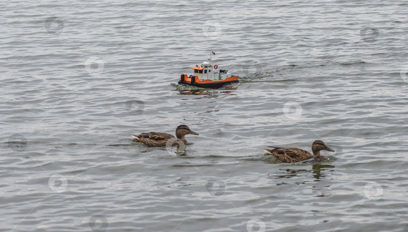 Скачать Россия,город Железногорск Красноярский Край, 26 августа 2023 год. Радиоуправляемая масштабная модель   военного корабля на соревнованиях на воде.  Рядом плавает утка. фотосток Ozero