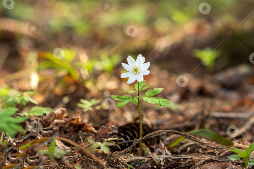 Скачать первый весенний цветок древесной анемоны в лесу крупным планом фотосток Ozero
