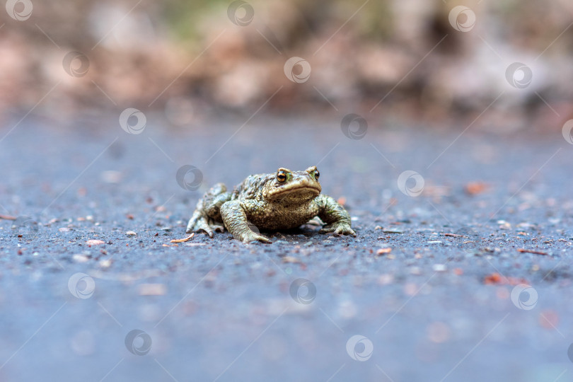 Скачать обыкновенная жаба на асфальтированной дороге фотосток Ozero