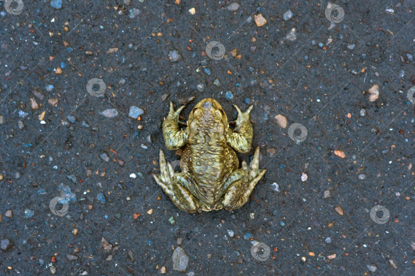 Скачать обыкновенная жаба на асфальтированной дороге фотосток Ozero