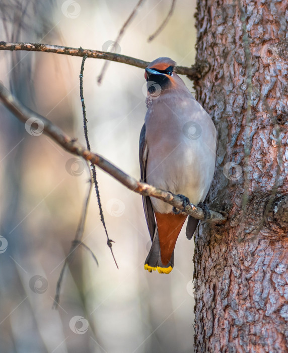 Скачать Птица свиристель с серым телом, оранжевыми хвостом сидит на стволе дерева. фотосток Ozero