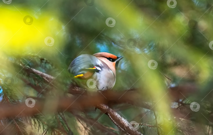 Скачать Птица свиристель с серым телом, оранжевыми хвостом сидит на стволе дерева. фотосток Ozero