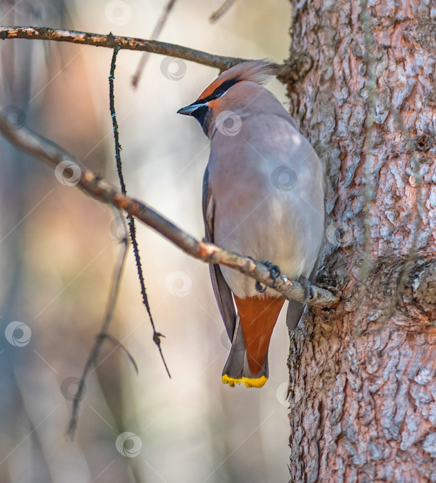 Скачать Птица свиристель с серым телом, оранжевыми хвостом сидит на стволе дерева. фотосток Ozero