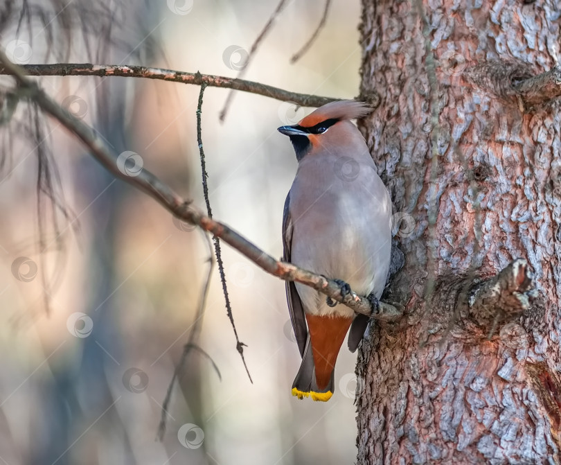 Скачать Птица свиристель с серым телом, оранжевыми хвостом сидит на стволе дерева. фотосток Ozero