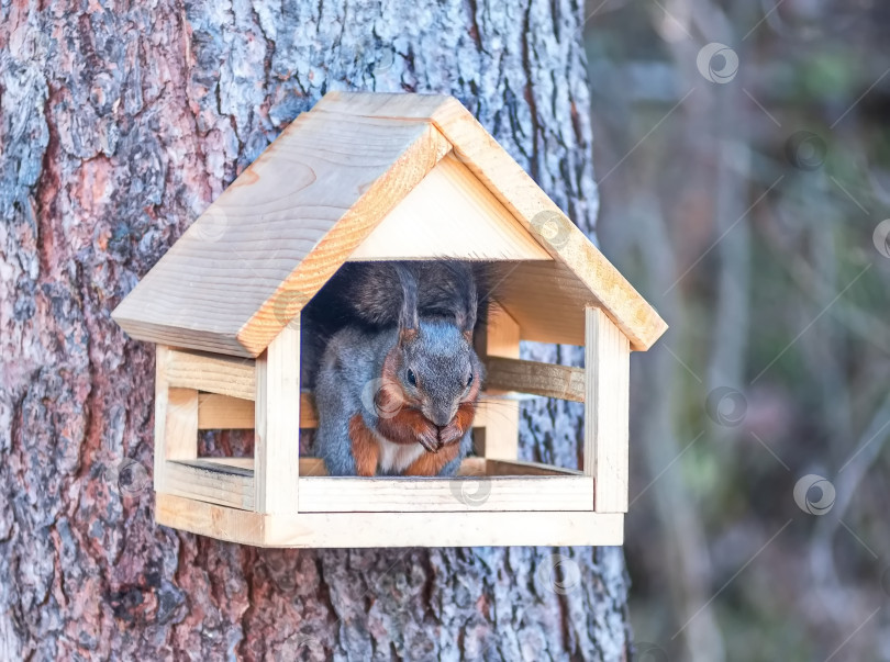 Скачать Деревянная кормушка для птиц.Внутри кормушки сидит белка. фотосток Ozero