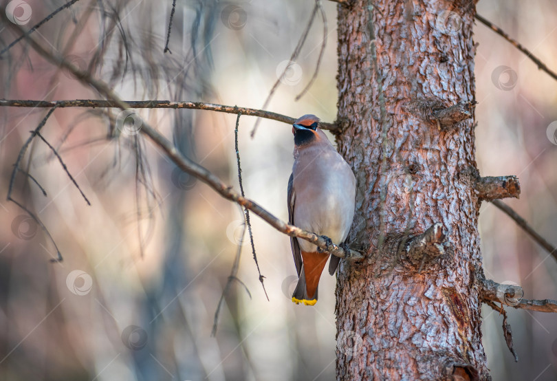 Скачать Птица свиристель с серым телом, оранжевыми хвостом сидит на стволе дерева. фотосток Ozero
