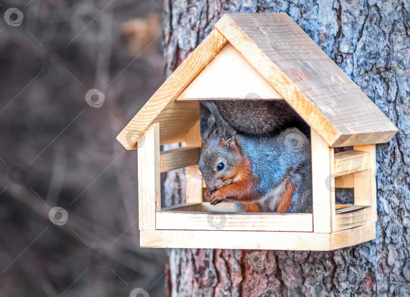 Скачать Деревянная кормушка для птиц.Внутри кормушки сидит белка. фотосток Ozero