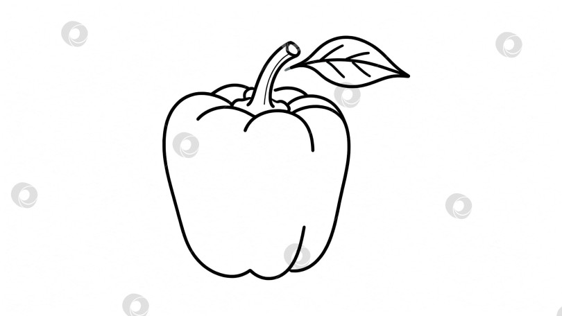Скачать Контурный рисунок болгарского перца с листом, чёрно-белый эскиз для раскрашивания и дизайна фотосток Ozero
