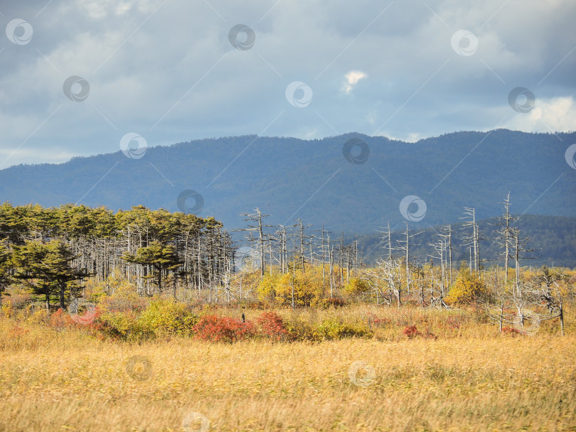 Скачать Взморье. Охотское море. Берег. Сахалин. Побережье. Охотское море. Банк. Сахалин. (марка) фотосток Ozero