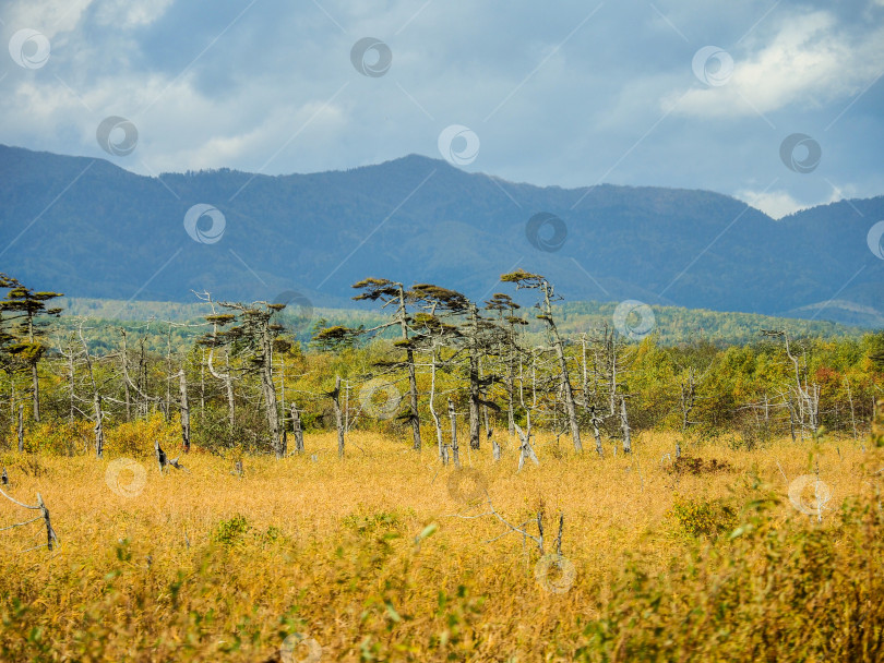Скачать Взморье. Охотское море. Берег. Сахалин. Побережье. Охотское море. Банк. Сахалин. (марка) фотосток Ozero