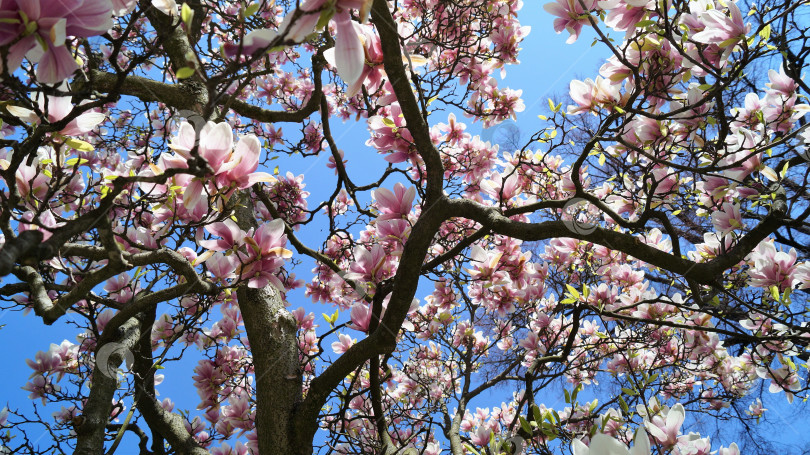Скачать цветущая магнолия на фоне синего неба фотосток Ozero