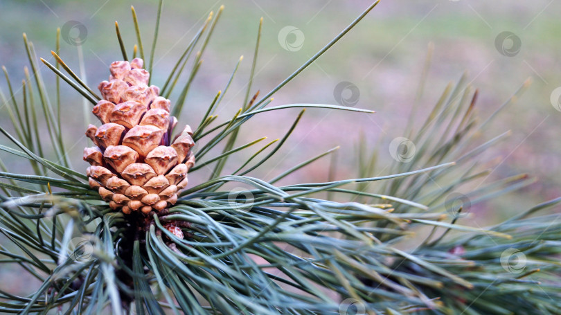 Скачать шишка среди иголок фотосток Ozero