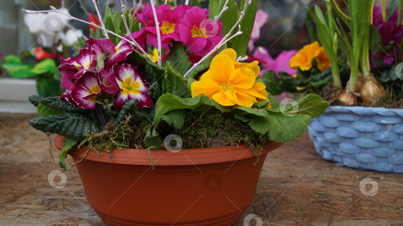 Скачать композиция из примул в кашпо фотосток Ozero