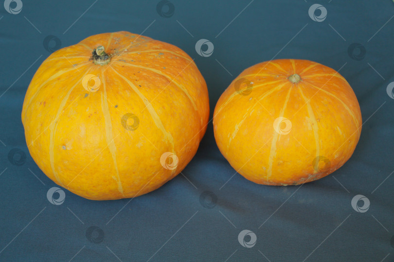 Скачать Тыква фотосток Ozero