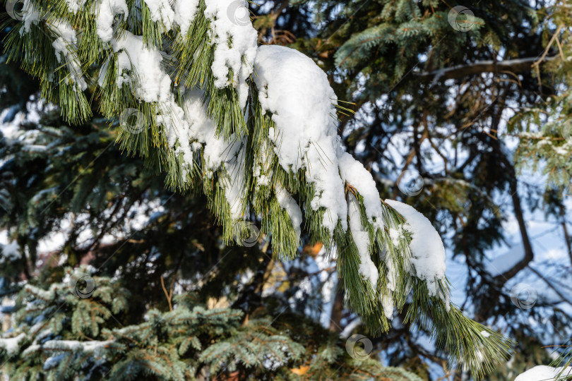 Скачать Белая сосна Pinus strobus в солнечный зимний день. Размытый фон. Выборочный фокус. Ветка белой сосны Pinus strobus покрыта снегом. Крупный план. Концепция природы для дизайна. фотосток Ozero