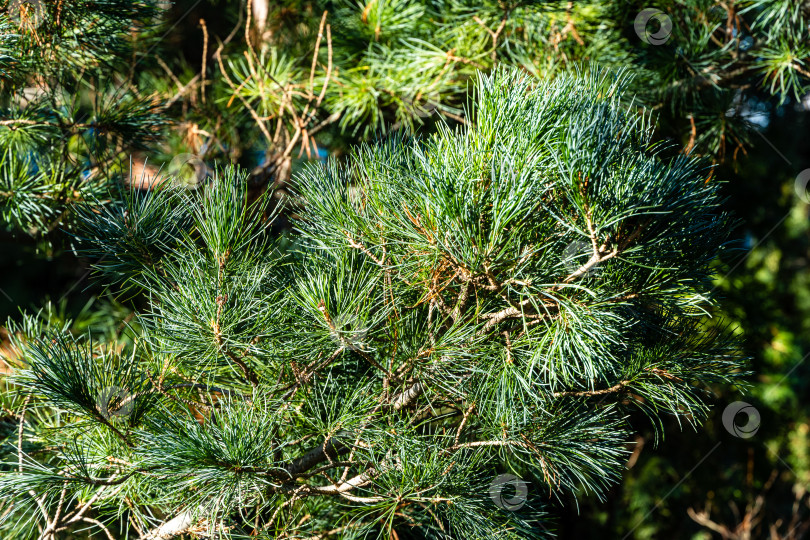 Скачать Японская сосна Pinus parviflora Glauca на размытом фоне зелени сада. Ветви с оригинальной двухцветной зеленью и серебристой хвоей. Вечнозеленый ландшафтный сад. Концепция дизайна - природа. фотосток Ozero