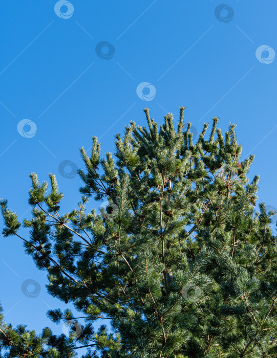Скачать Японская сосна Pinus parviflora Glauca на фоне голубого декабрьского неба. Ветви с оригинальной двухцветной зеленью и серебристой хвоей. Вечнозеленый ландшафтный сад. Концепция дизайна - природа. фотосток Ozero