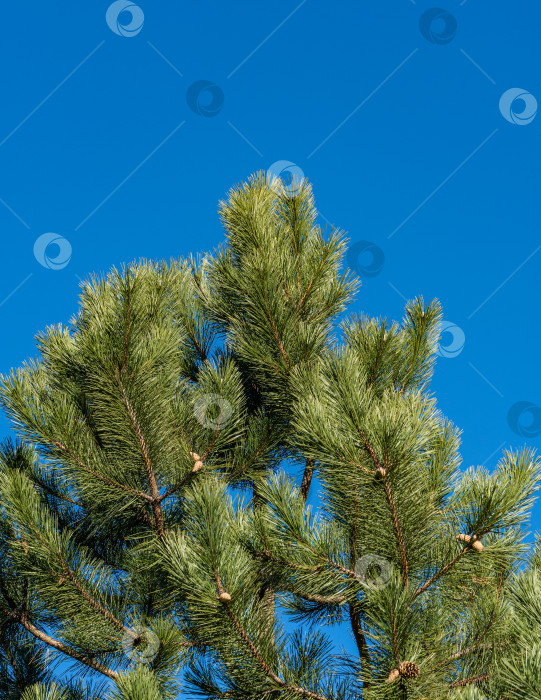 Скачать Ветви австрийской сосны или черной сосны (Pinus Nigra) с зелеными шишками на фоне голубого декабрьского неба. Зеленые шишки. Вечнозеленый ландшафтный сад. Пейзаж для обоев. Есть место для текста фотосток Ozero