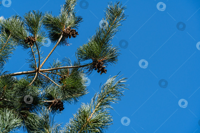 Скачать Японская сосна Pinus parviflora Glauca на фоне голубого декабрьского неба. Ветви с оригинальной двухцветной зеленью и коричневыми шишками. Вечнозеленый ландшафтный сад. Концепция дизайна - природа фотосток Ozero