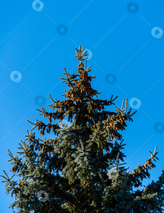 Скачать Ветка голубой ели Picea pungens с коричневыми шишками и голубыми иглами на фоне голубого декабрьского неба. Большой план. Концепция рождественского дизайна на природе фотосток Ozero
