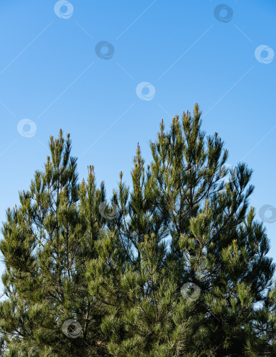 Скачать Пицундская сосна Pinus brutia pityusa на фоне голубого декабрьского неба. Крупный план вертикально растущих ветвей. Солнечный день в зимнем саду. Концепция дизайна - природа. Выборочный подход фотосток Ozero