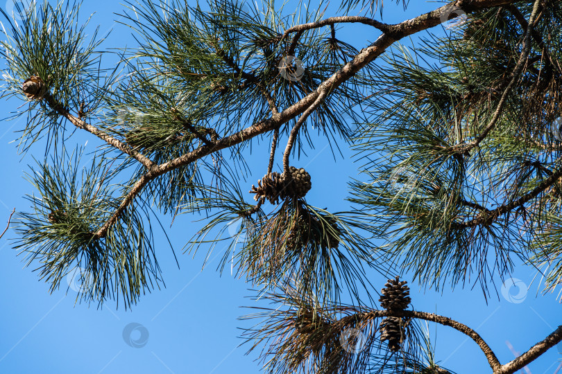 Скачать Пицундская сосна Pinus brutia pityusa. Ветка сосны с красивыми коричневыми шишками на фоне голубого декабрьского неба. На ветке длинные зеленые иголки. Волшебная тема для Нового года и Рождества фотосток Ozero