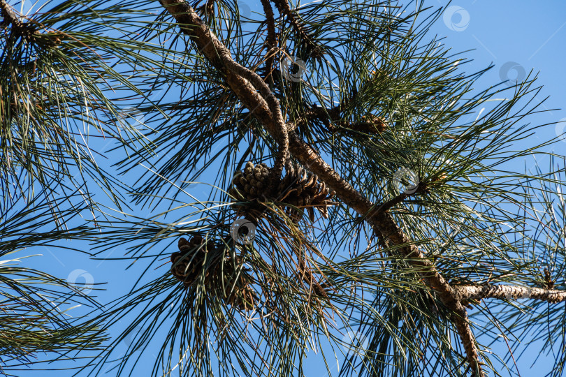 Скачать Пицундская сосна Pinus brutia pityusa. Ветка сосны с красивыми коричневыми шишками на фоне голубого декабрьского неба. На ветке длинные зеленые иголки. Волшебная тема для Нового года и Рождества фотосток Ozero