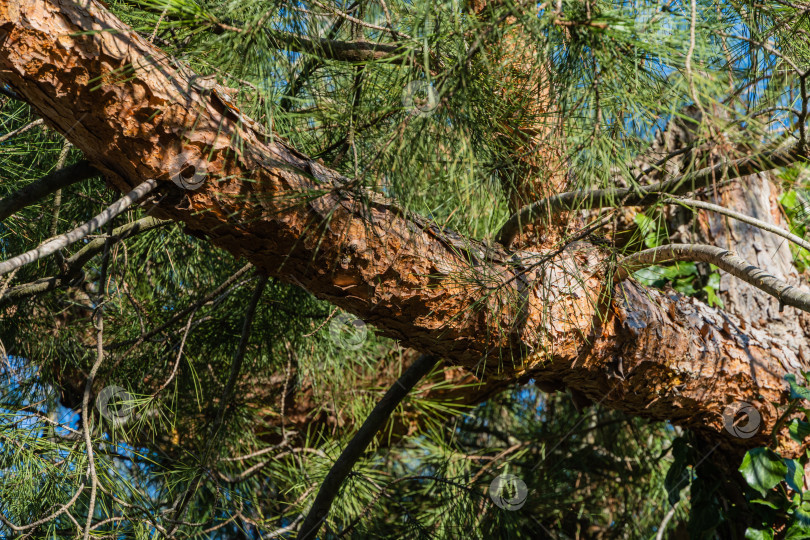 Скачать Пицундская сосна (Pinus brutia pityusa) в вечнозеленом ландшафтном саду. Красивый толстый ствол пицундской сосны на размытом фоне длинных зеленых иголок. Волшебная тема для Нового года и Рождества. фотосток Ozero