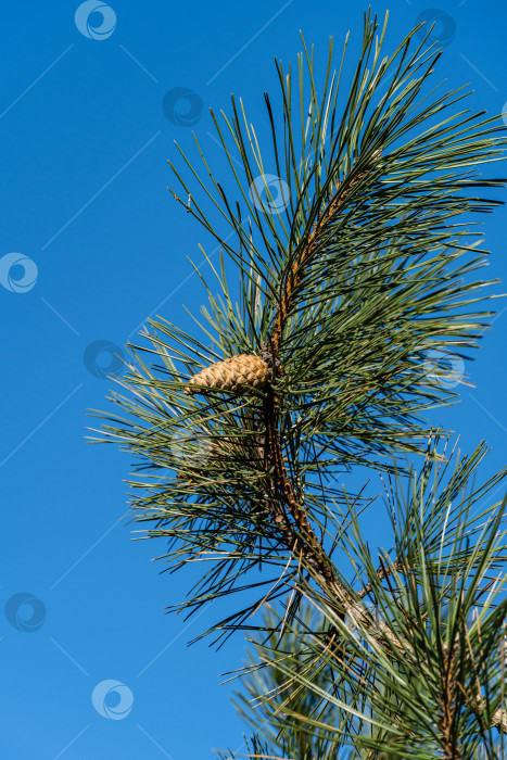 Скачать Ветка с молодыми шишками на Pinus nigra, австрийской или черной сосне на фоне голубого декабрьского неба. Крупный план. Красивые длинные иглы и эффект боке. Концепция дизайна - природа. Выборочный фокус на переднем плане фотосток Ozero