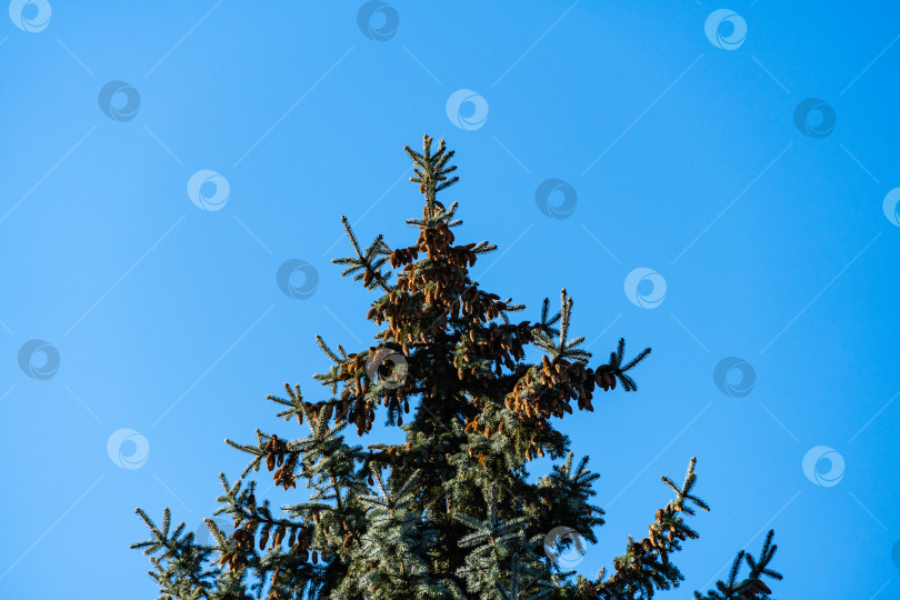 Скачать Ветка голубой ели Picea pungens с коричневыми шишками и голубыми иглами на фоне голубого декабрьского неба. Большой план. Концепция рождественского дизайна на природе фотосток Ozero