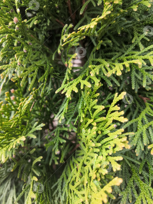 Скачать Крупным планом ветви рождественской елки в качестве фона, вид сверху. фотосток Ozero