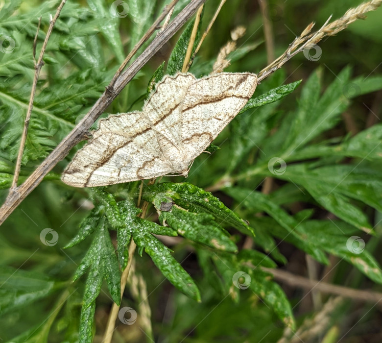 Скачать Маленькая светлая бабочка на зеленом растении фотосток Ozero