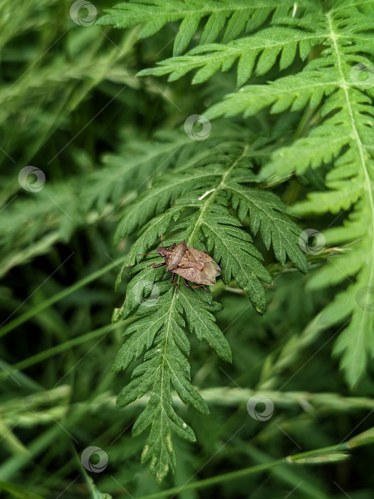 Скачать Насекомое клоп-щитник на зеленом растении фотосток Ozero