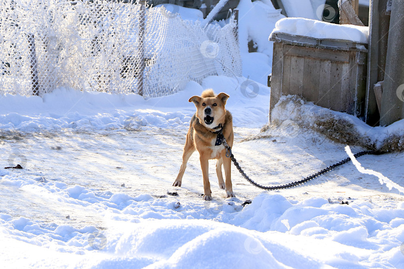 Скачать Деревенский пес Барбос охраняет сарай и лает на прохожих. За ним - забор, покрытый толстым слоем снега, и деревянная конура, в которой он живет. Животные смешанных пород не боятся морозов фотосток Ozero