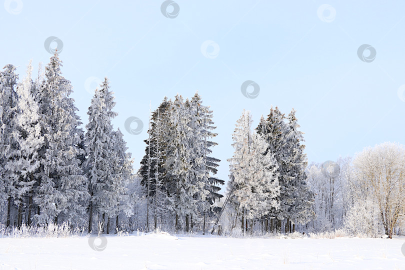 Скачать Великолепные, красивые вековые ели и березы, покрытые толстым слоем инея и снега во время сильных морозов. Зимний пейзаж Центральной России. зимняя пригласительная открытка для туристов. фотосток Ozero