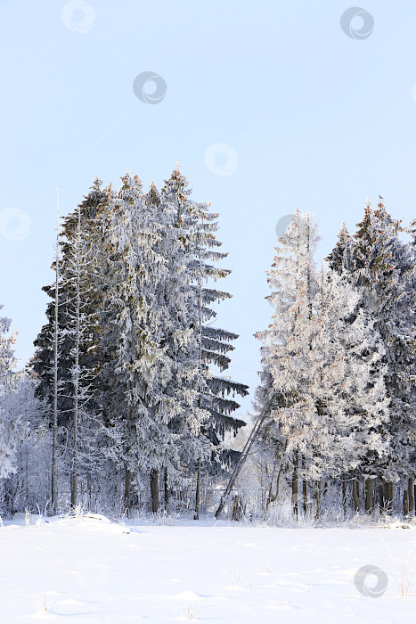 Скачать Великолепные, красивые вековые ели и березы, покрытые толстым слоем инея и снега во время сильных морозов. Зимний пейзаж Центральной России. зимняя пригласительная открытка для туристов. фотосток Ozero