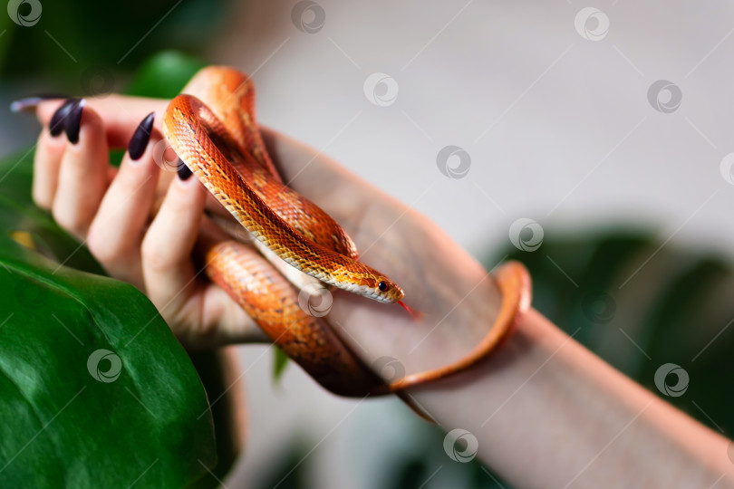 Скачать Кукурузная змея обвилась вокруг женской руки фотосток Ozero