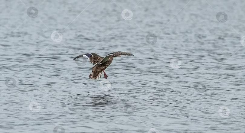 Скачать Утка в полёте над водой. фотосток Ozero
