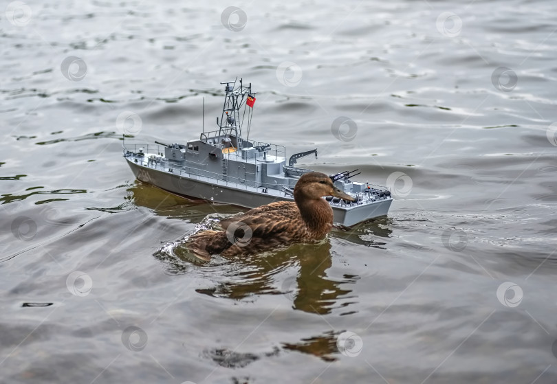 Скачать Россия,город Железногорск Красноярский Край, 26 августа 2023 год. Радиоуправляемая масштабная модель корабля на соревнованиях на воде. фотосток Ozero