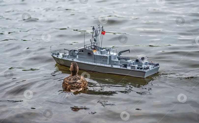 Скачать Россия,город Железногорск Красноярский Край, 26 августа 2023 год. Радиоуправляемая масштабная модель   военного корабля на соревнованиях на воде.  Рядом плавает утка. фотосток Ozero