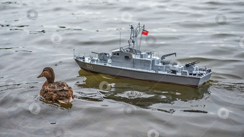 Скачать Россия,город Железногорск Красноярский Край, 26 августа 2023 год. Радиоуправляемая масштабная модель   военного корабля на соревнованиях на воде.  Рядом плавает утка. фотосток Ozero