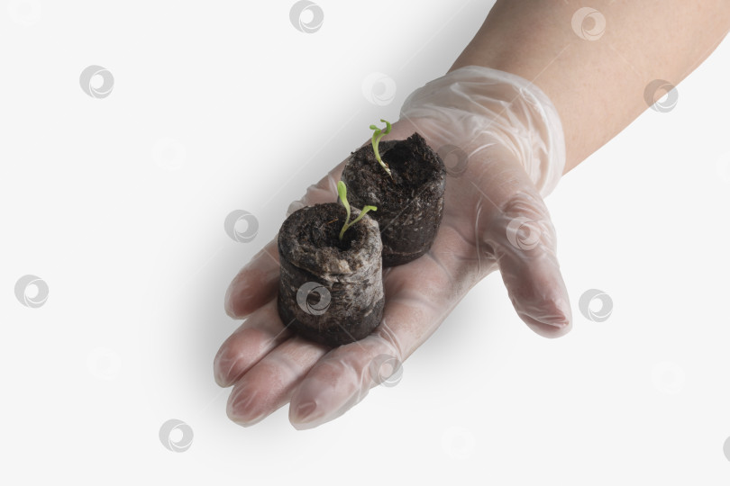 Скачать Женская рука в белой пластиковой перчатке держит две увлажненные торфяные таблетки, из которых проросли цветочные побеги. Изолированный фотосток Ozero