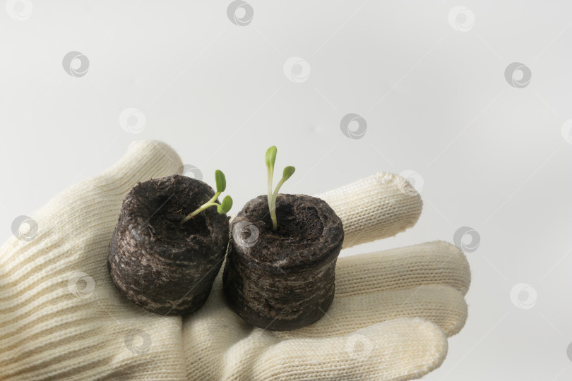 Скачать Женская рука в белой перчатке держит две увлажненные торфяные таблетки, из которых проросли цветочные побеги. Изолированный фотосток Ozero