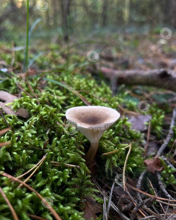 Скачать Гриб говорушка ворончатая растет во мху фотосток Ozero