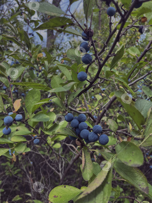 Скачать Плоды терновника фотосток Ozero