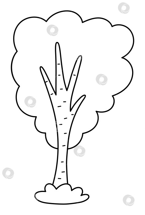 Скачать Векторный черно-белый значок березы, выделенный на белом фоне. Садовое или лесное растение с веточками и листьями. Иллюстрация естественной зелени, раскраска фотосток Ozero